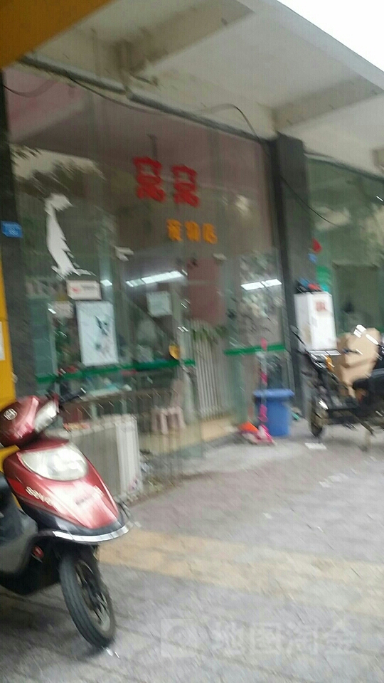 窝窝宠物店(出售世界名犬名猫店)