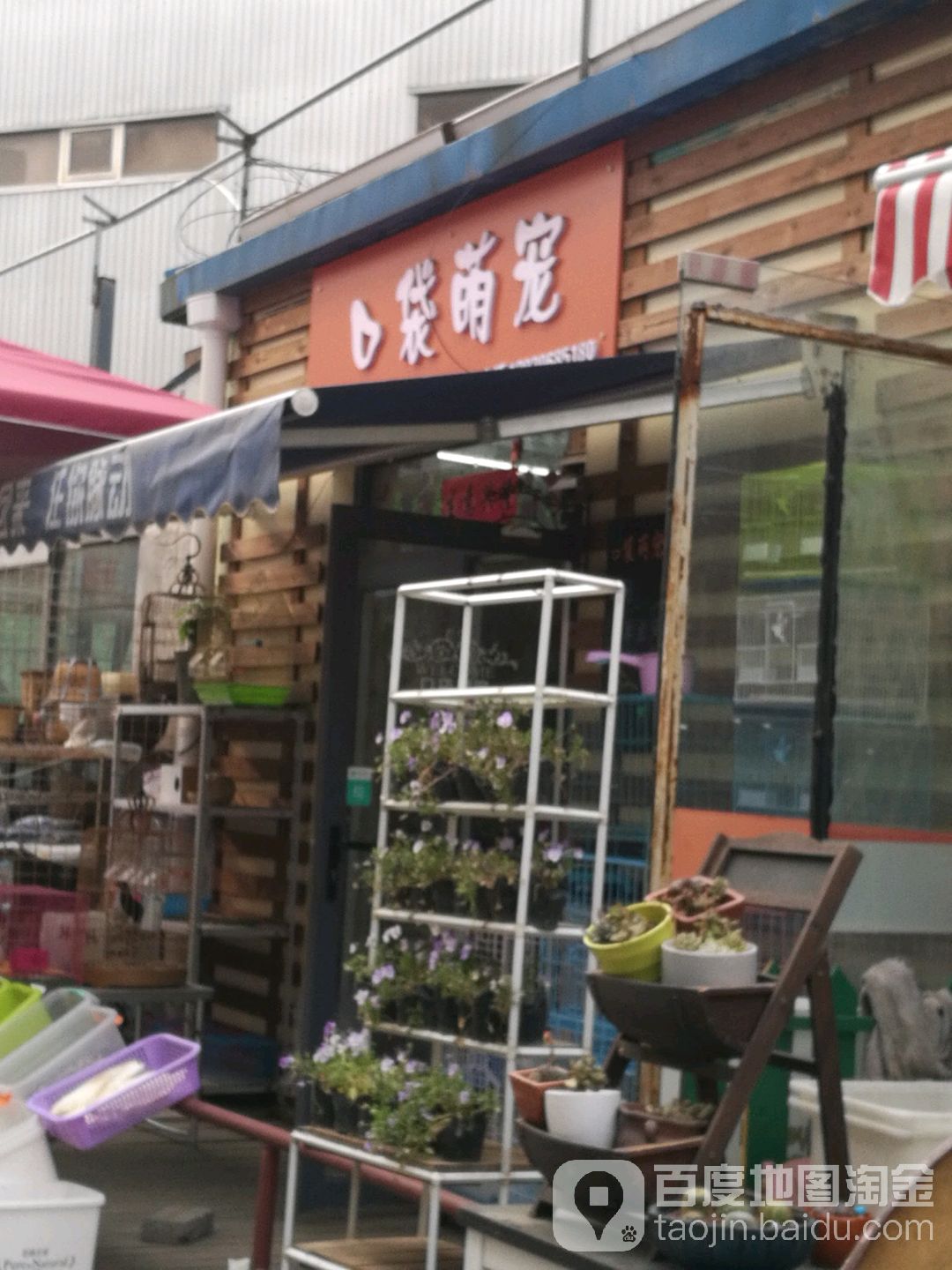 口袋萌宠(登发花鸟鱼虫市场店)