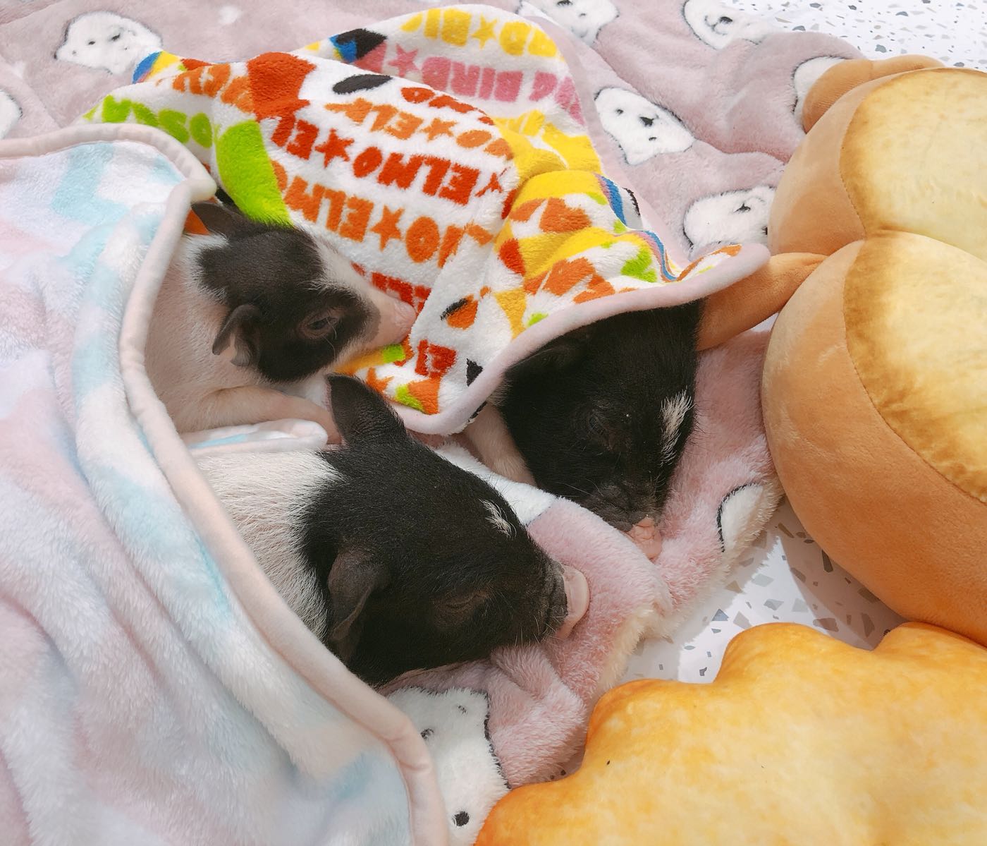 猪小囡撸猪馆