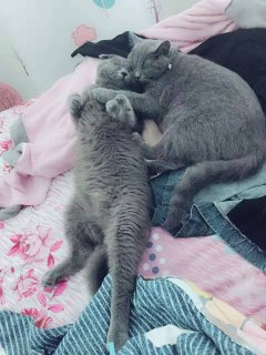 彭彭猫舍