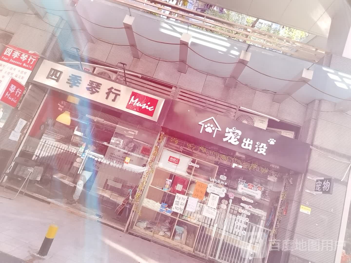 宠出没