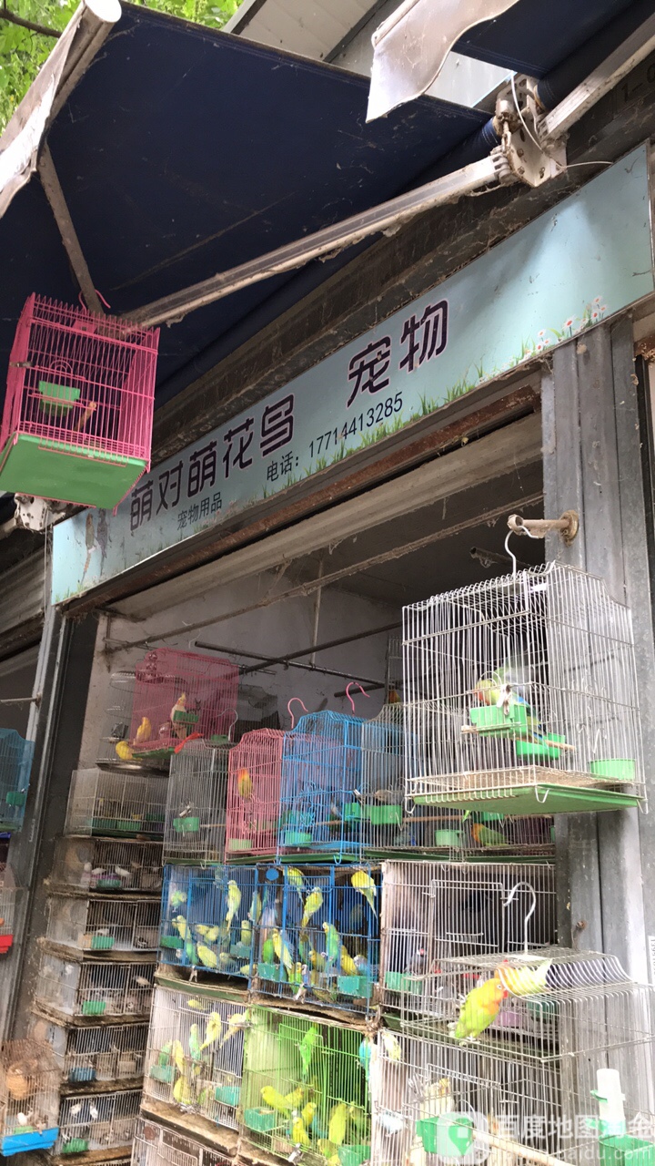 萌对萌花鸟宠物