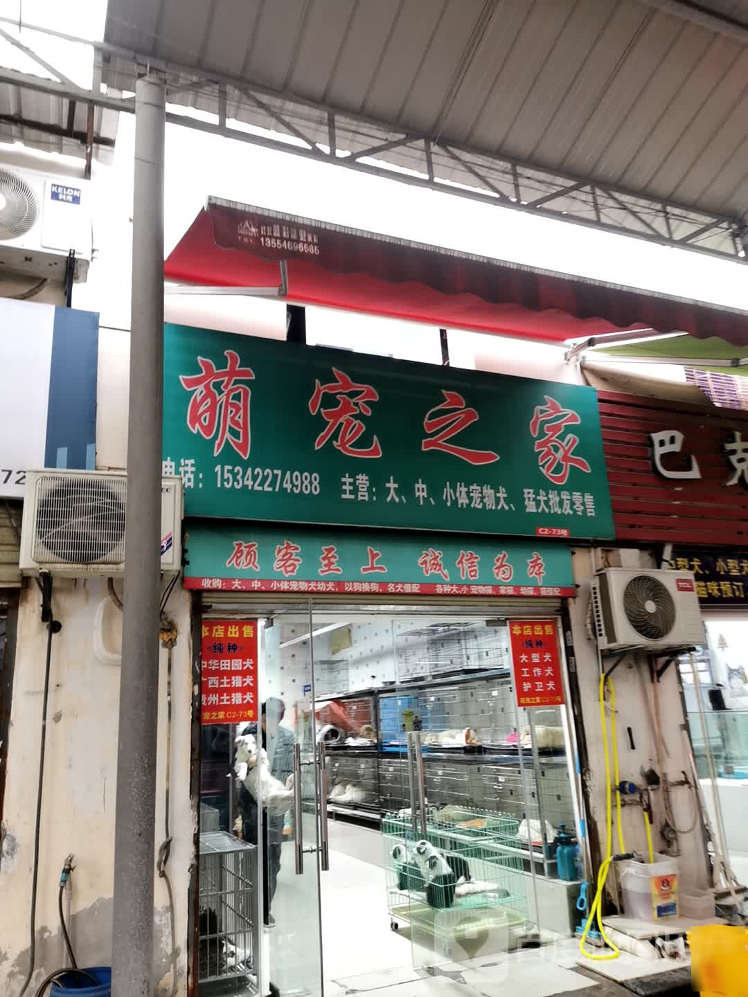 萌宠阿拉斯加