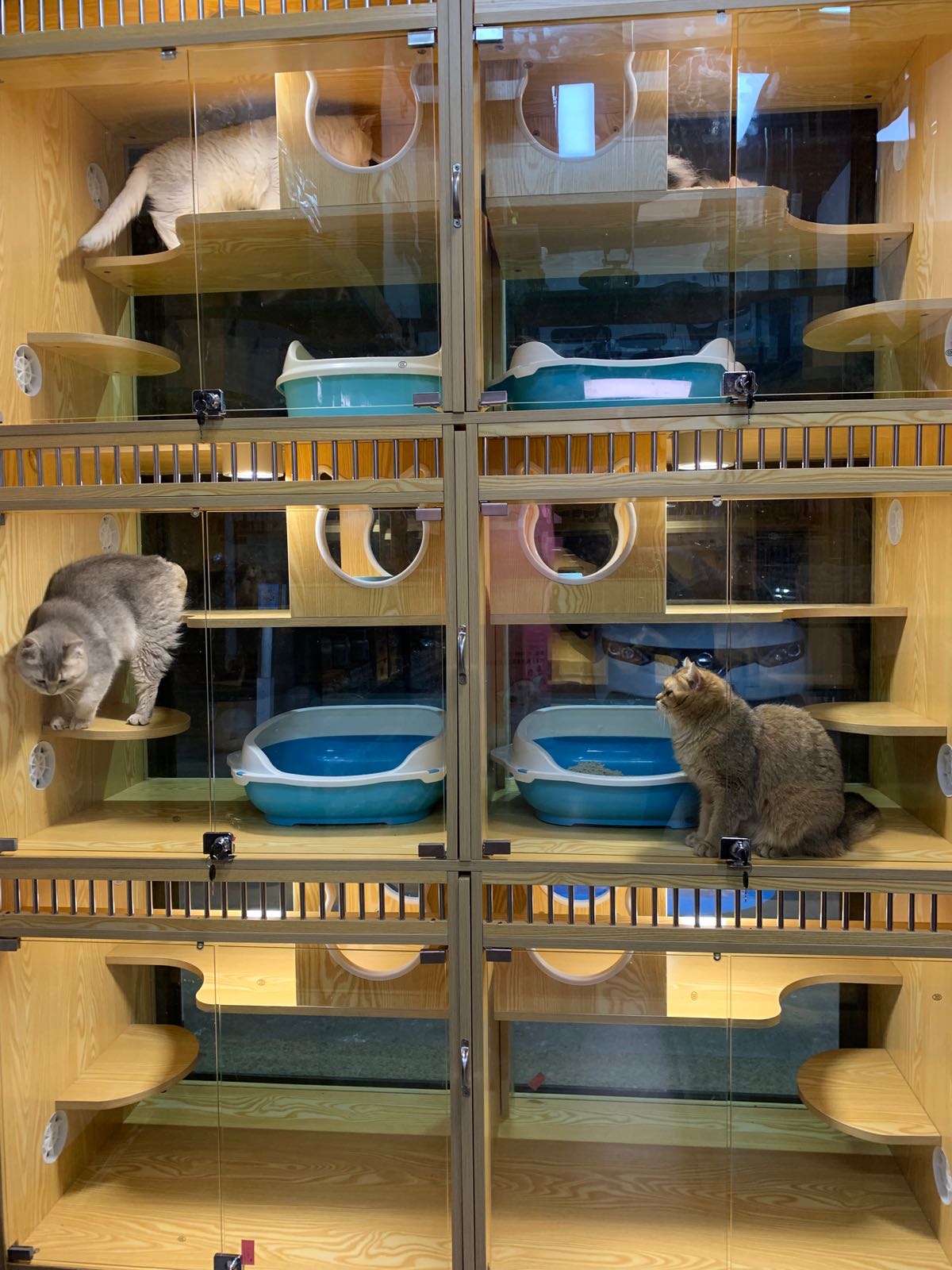 招财猫宠物店(光裕路店)