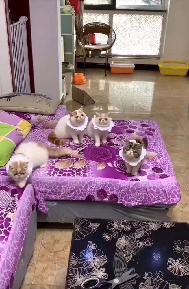 铛铛猫舍