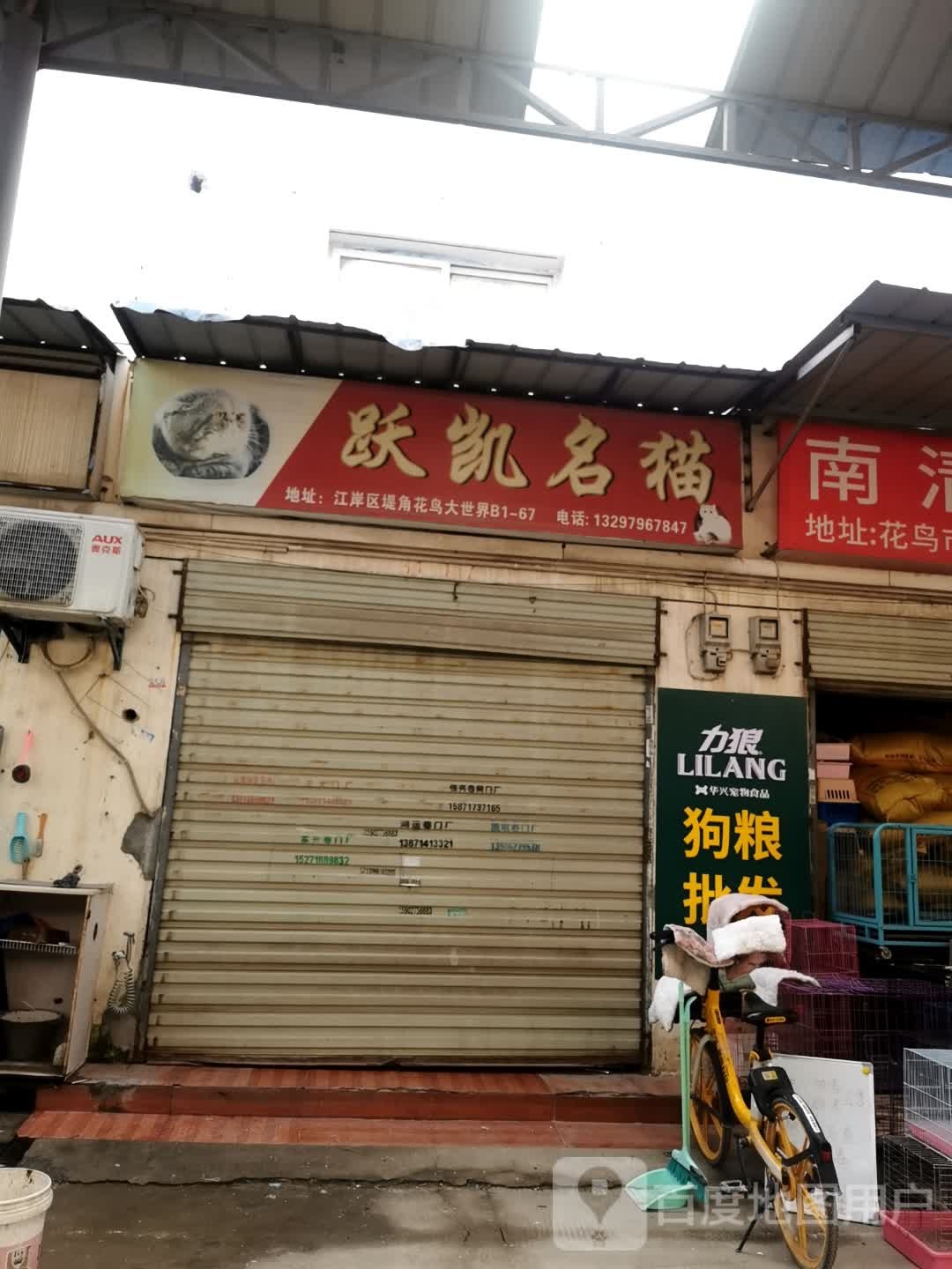 跃凯名猫