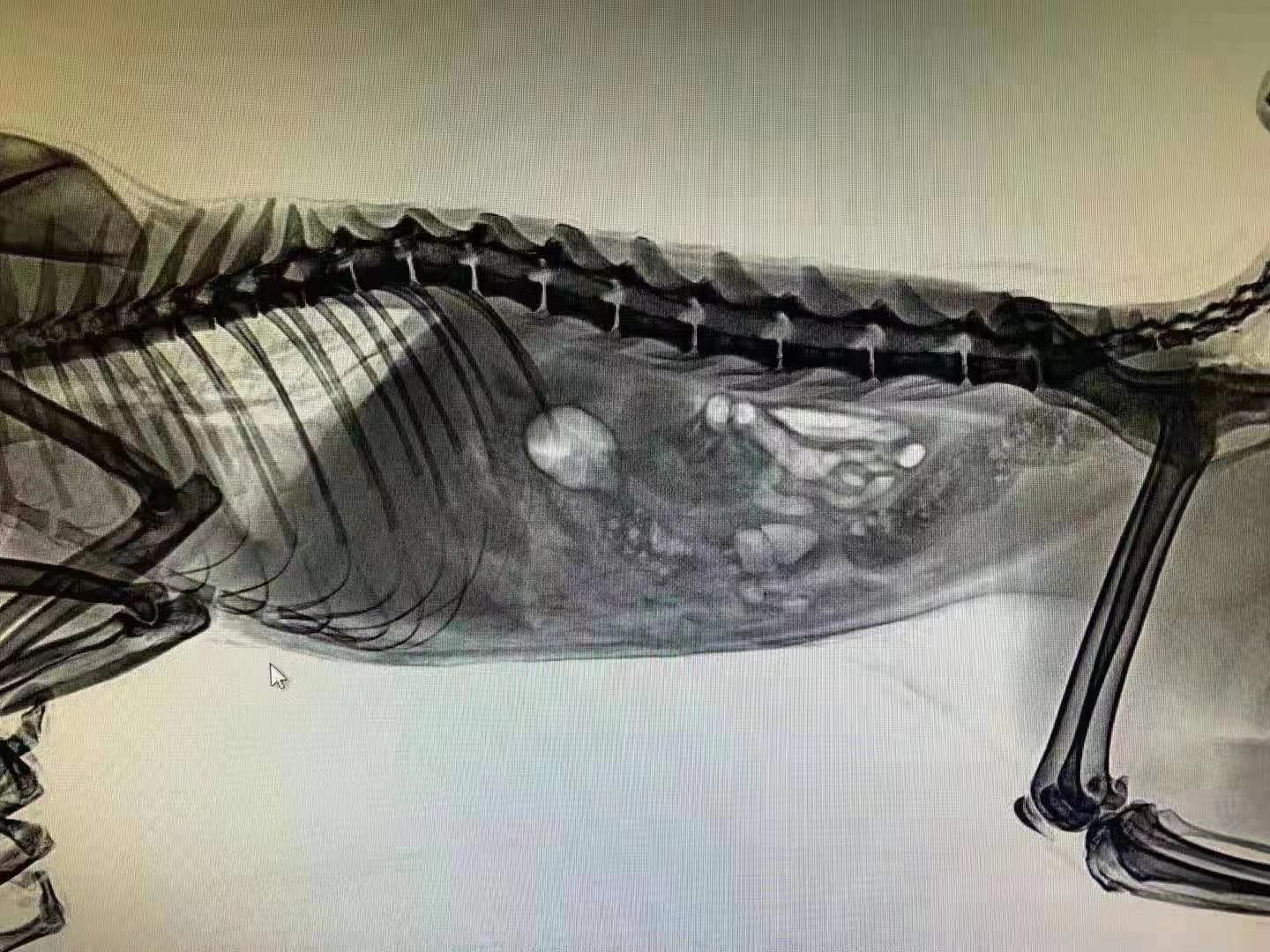 成都贝思动物医院