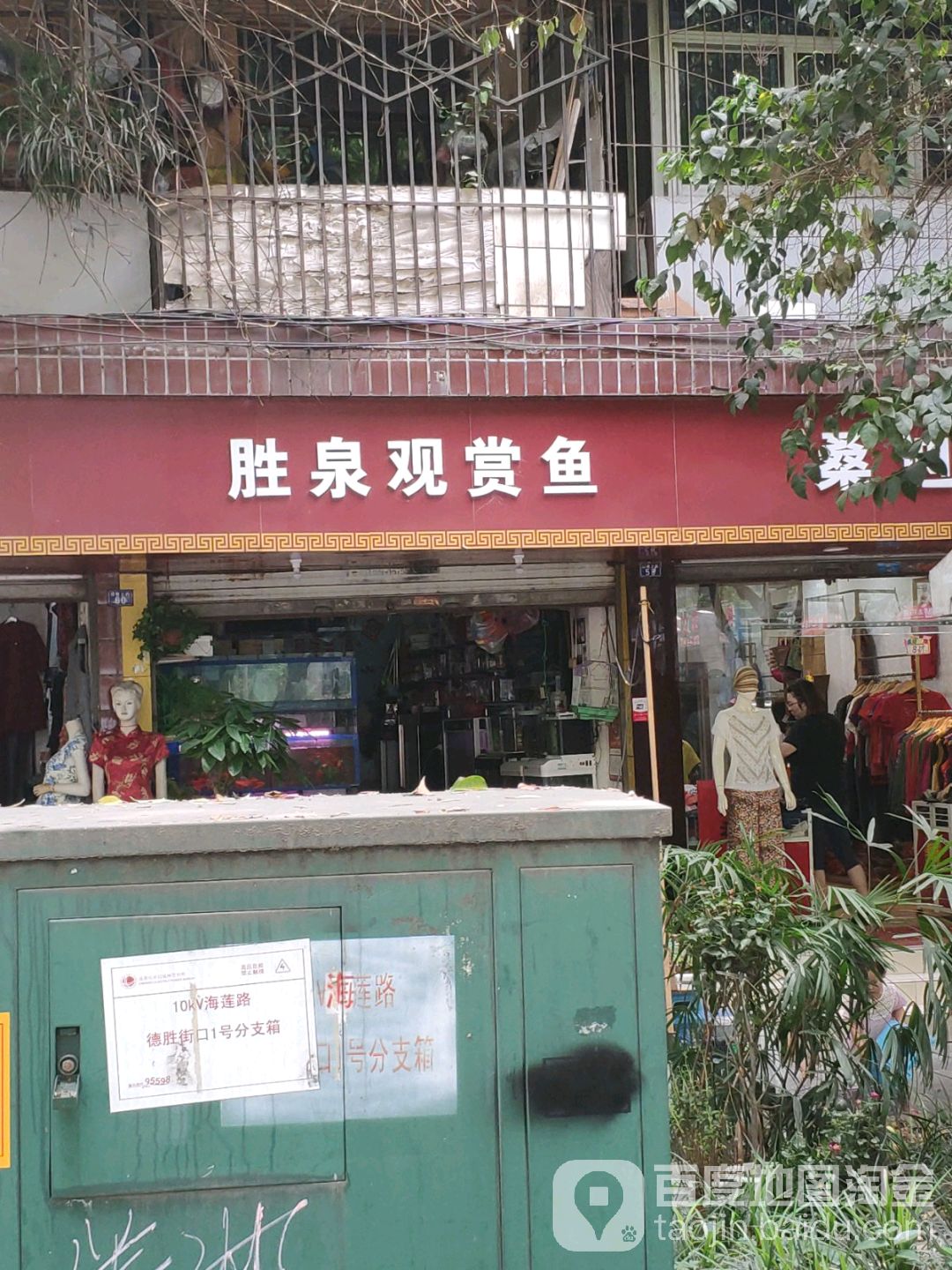胜泉观赏鱼(东大街锦东路段)