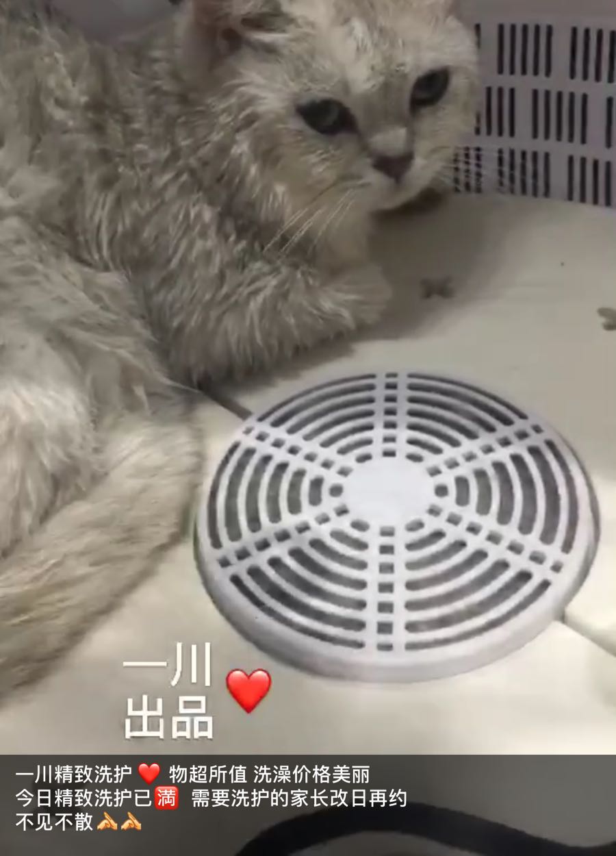 一川猫咖·猫咪体验馆