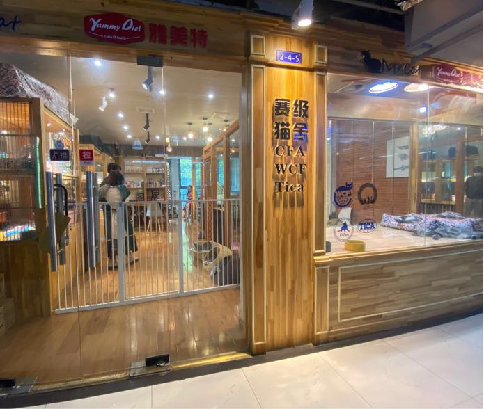 白衣庭院Baiyicourtyardn缅因猫舍