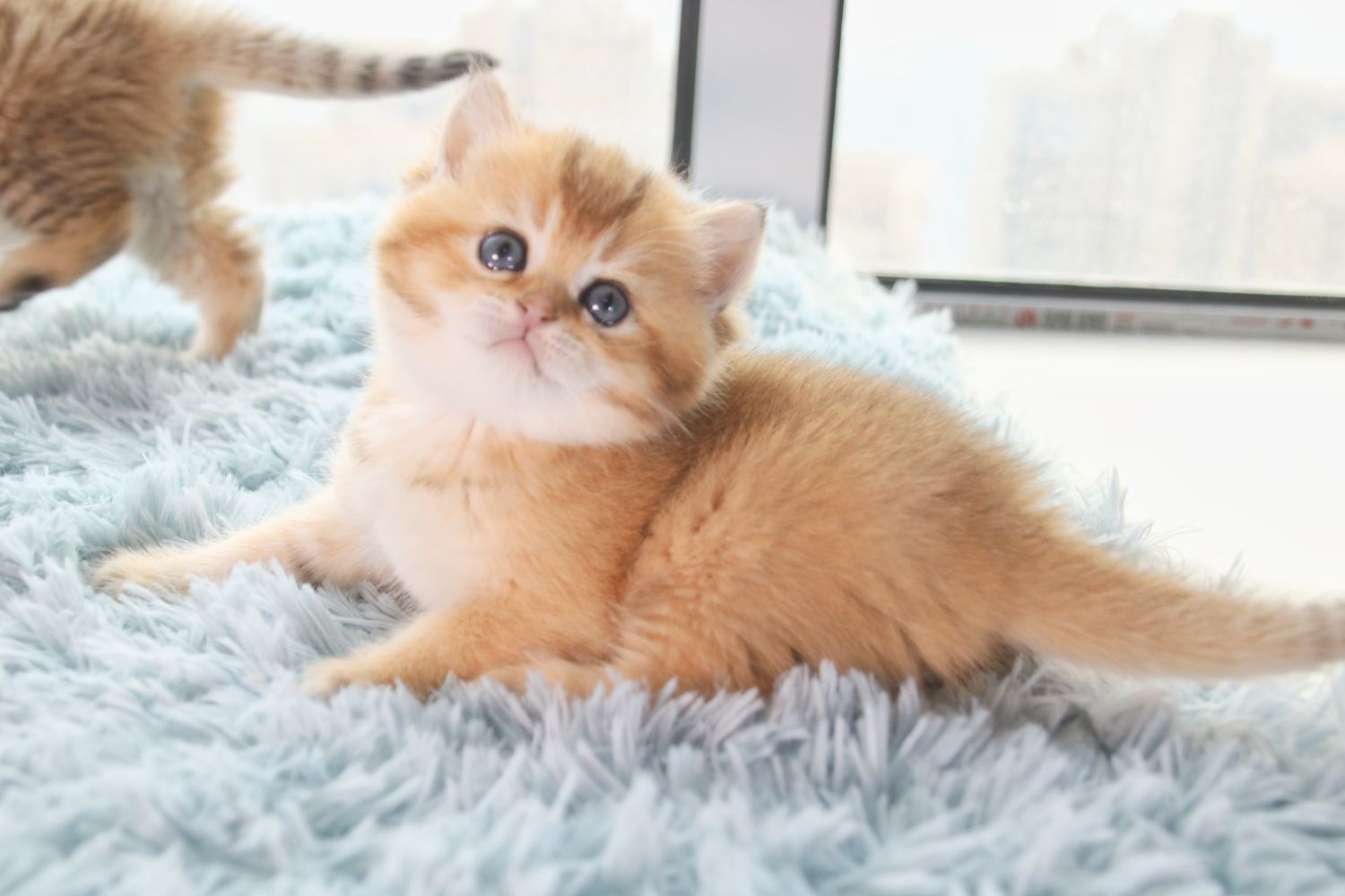 MMiao猫舍