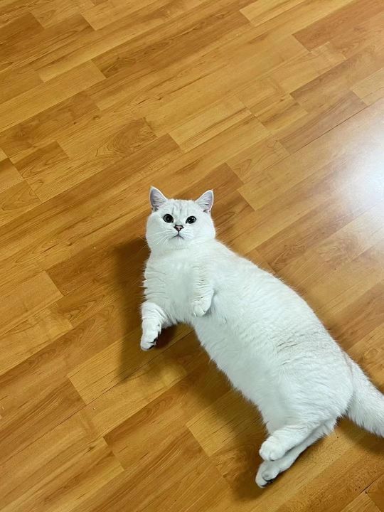 武汉奥斯卡猫舍(江汉路店)