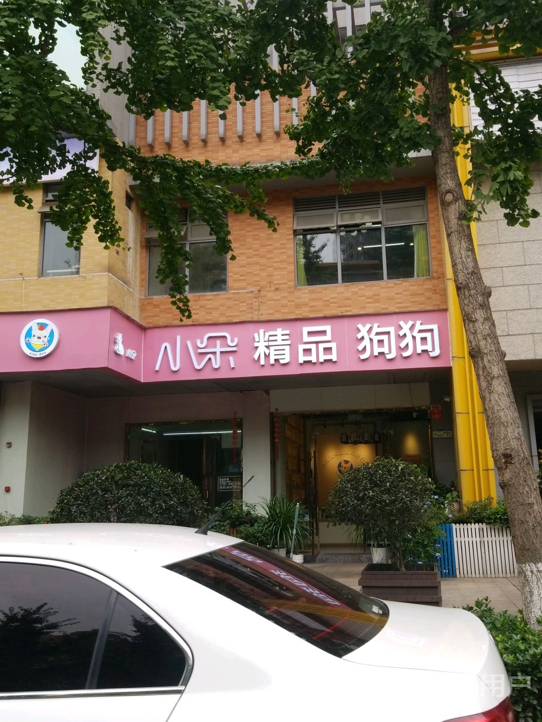 小朵精品宠物狗