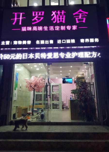 开罗猫舍