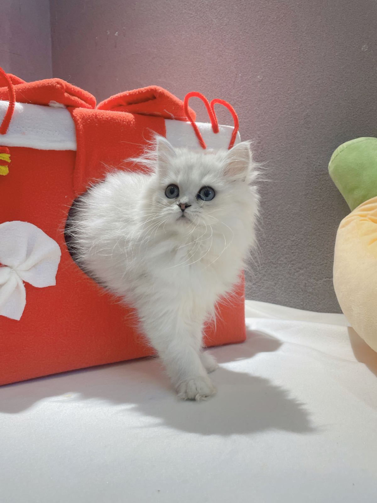 胖嘟嘟猫舍