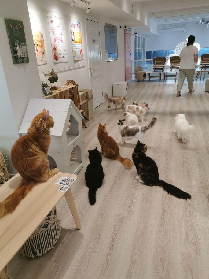 以猫为主·撸猫咖啡馆·猫咖