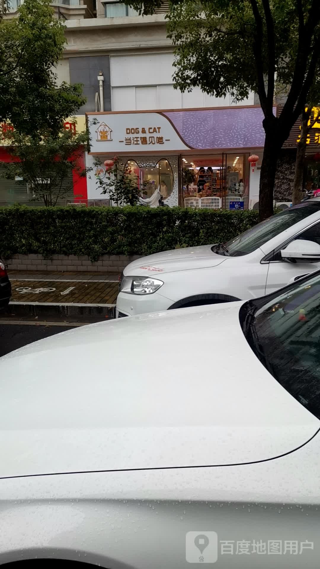 当汪遇见喵