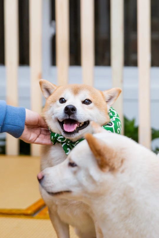 柴迷FANS CLUB·柴犬主题狗咖