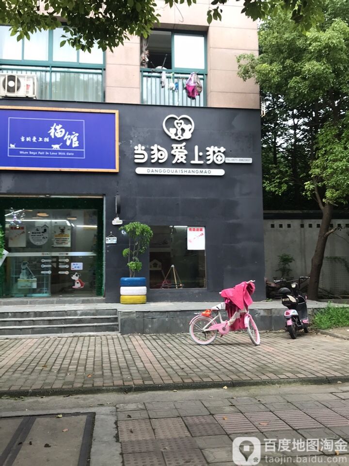 当狗爱上猫